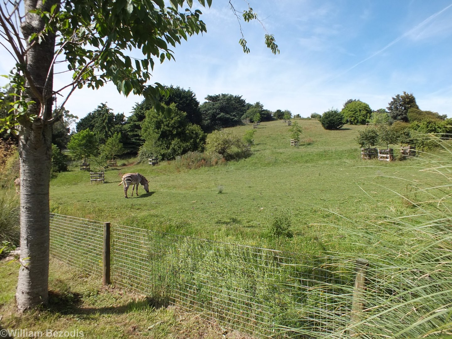 Zebra and Ostrich Enclosure