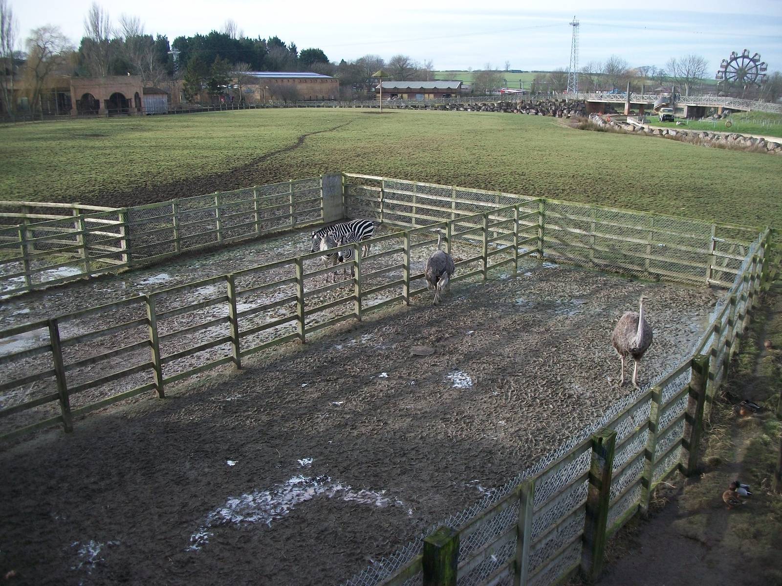 Zebra and Ostrich yards 17th February 2012