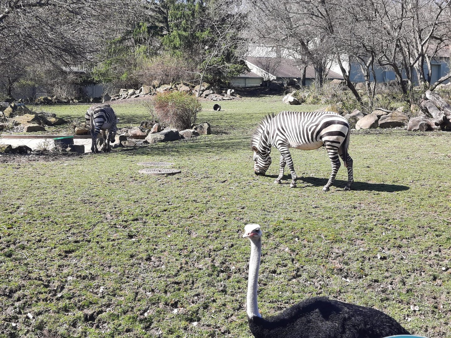 Zebra and Ostrich