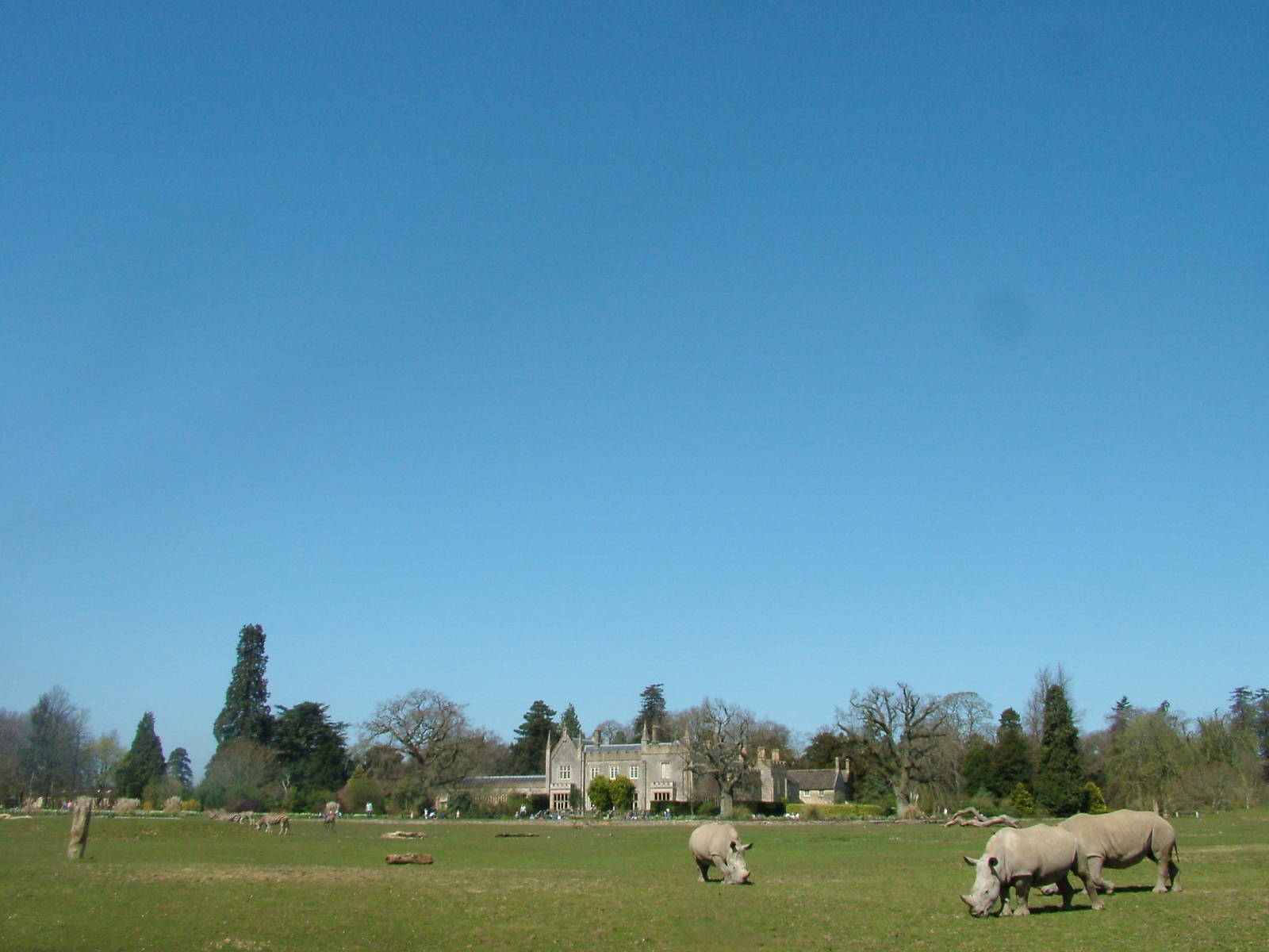 Zebra and Rhino paddock at Cotswold WP 17/04/10