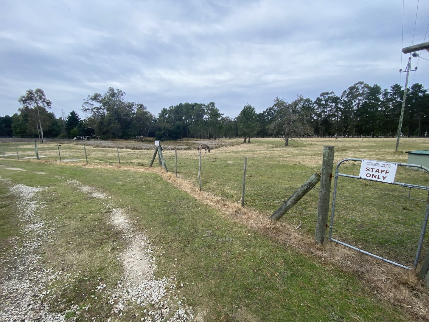 Zebra and springbok enclosure