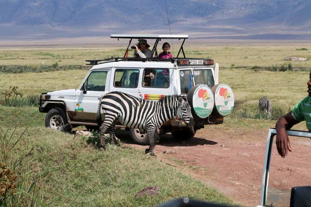 Zebra and Tourists
