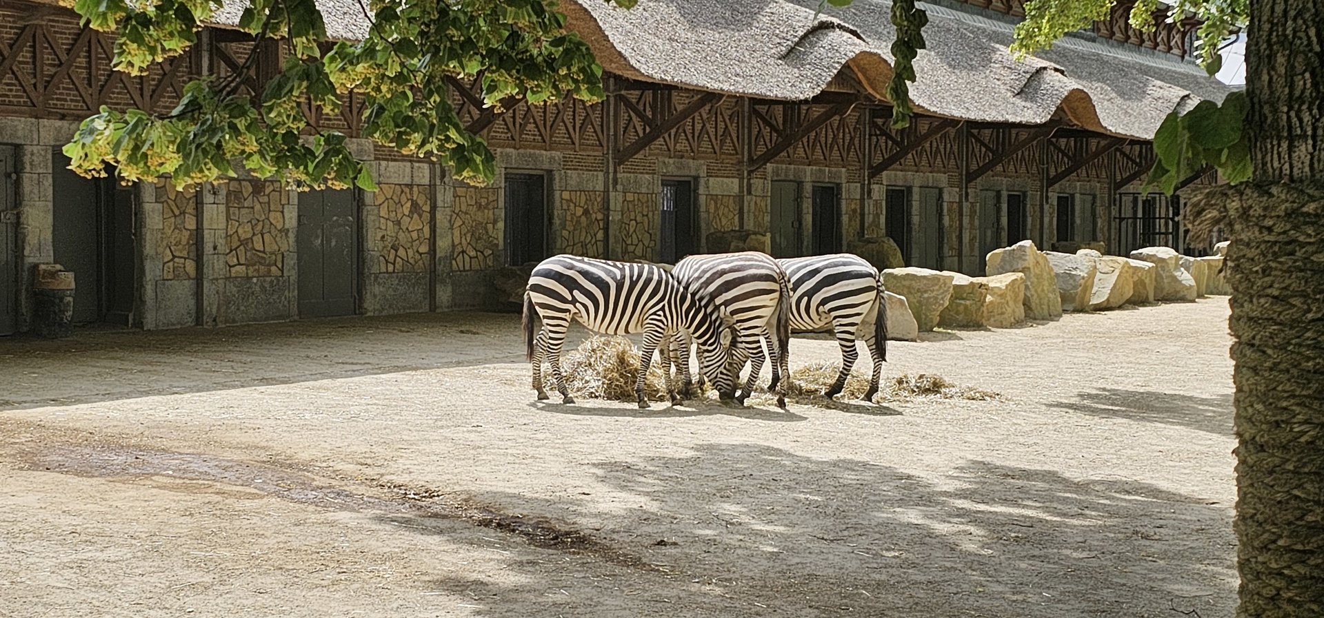 Zebra and white rhino exhibit