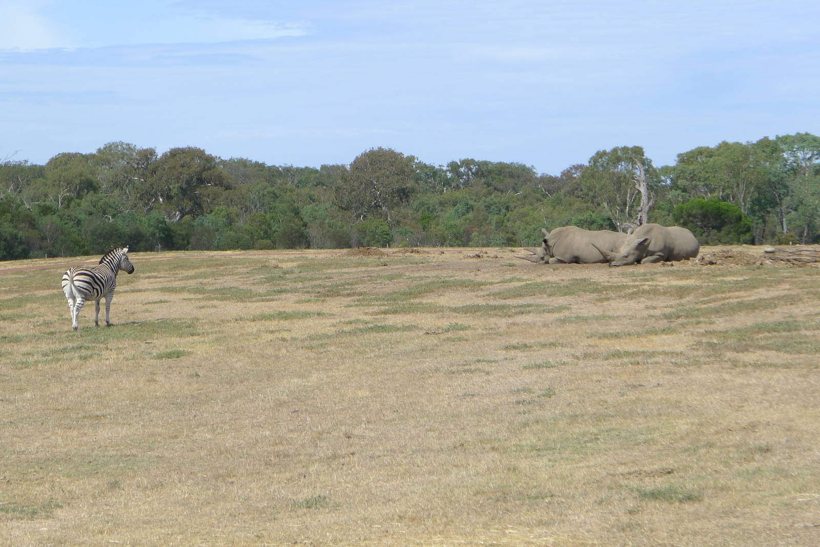 Zebra and White Rhino