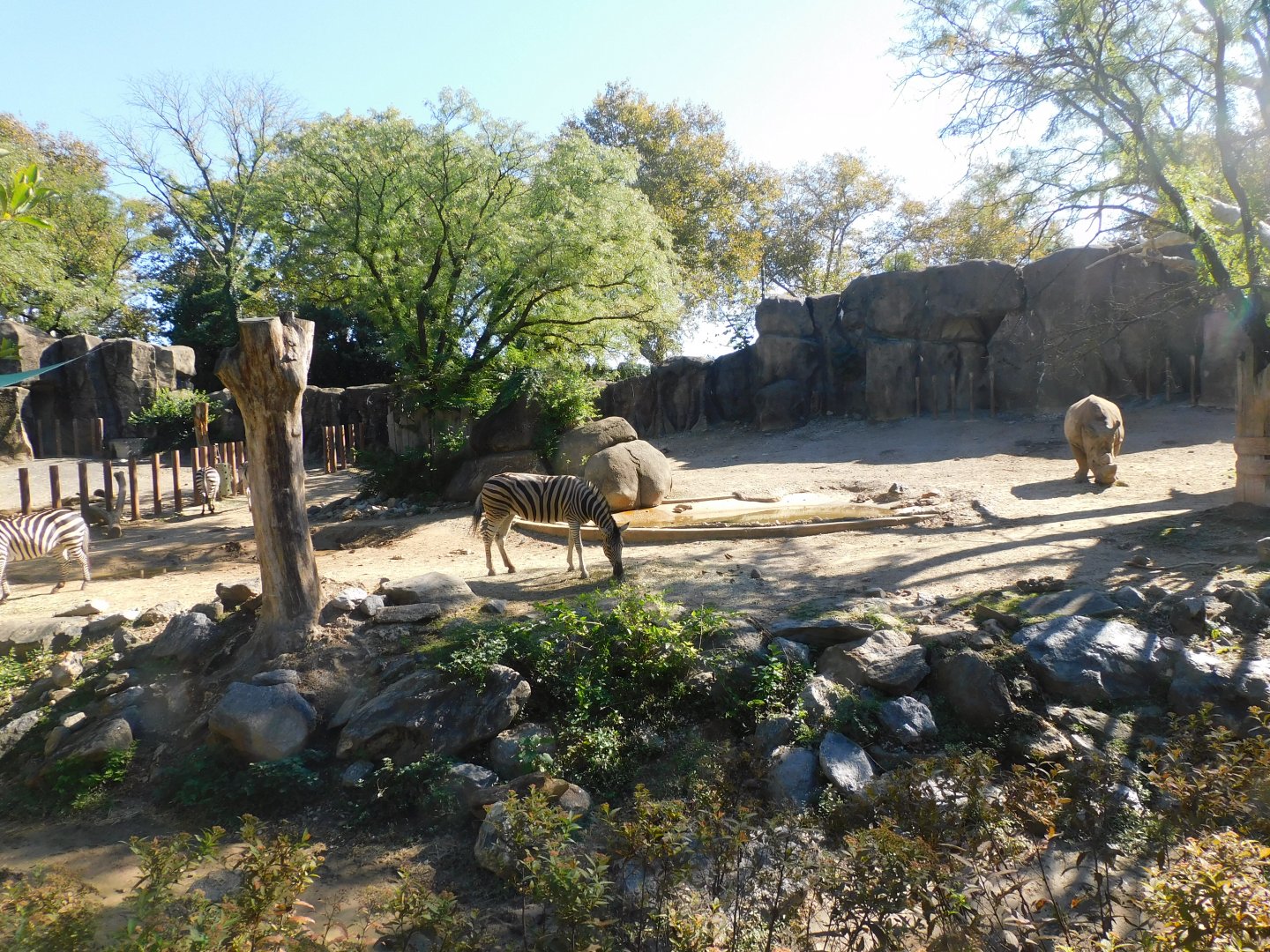 Zebra and white rhino
