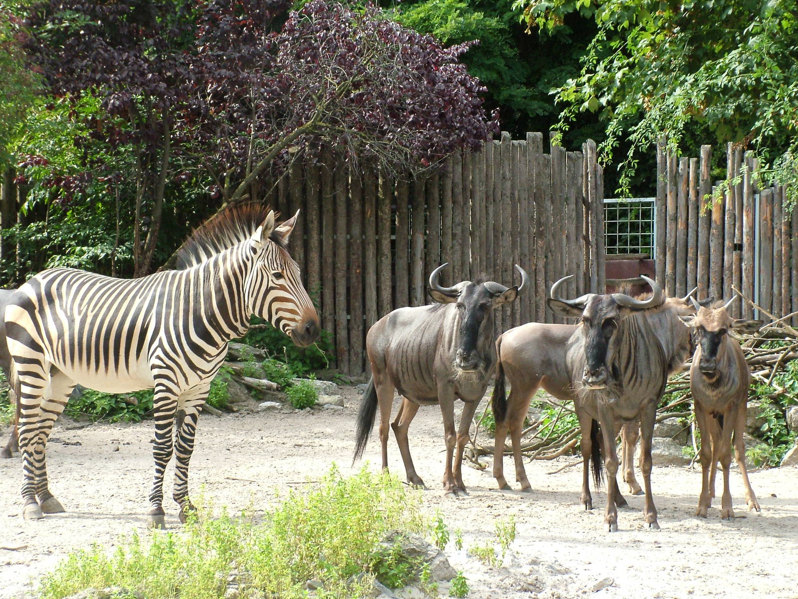 Zebra and Wildebeest at Landau Zoo, 04/09/10