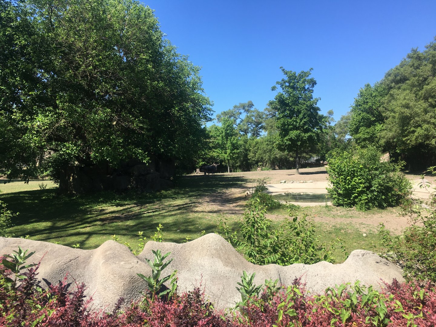 Zebra and Wildebeest exhibit