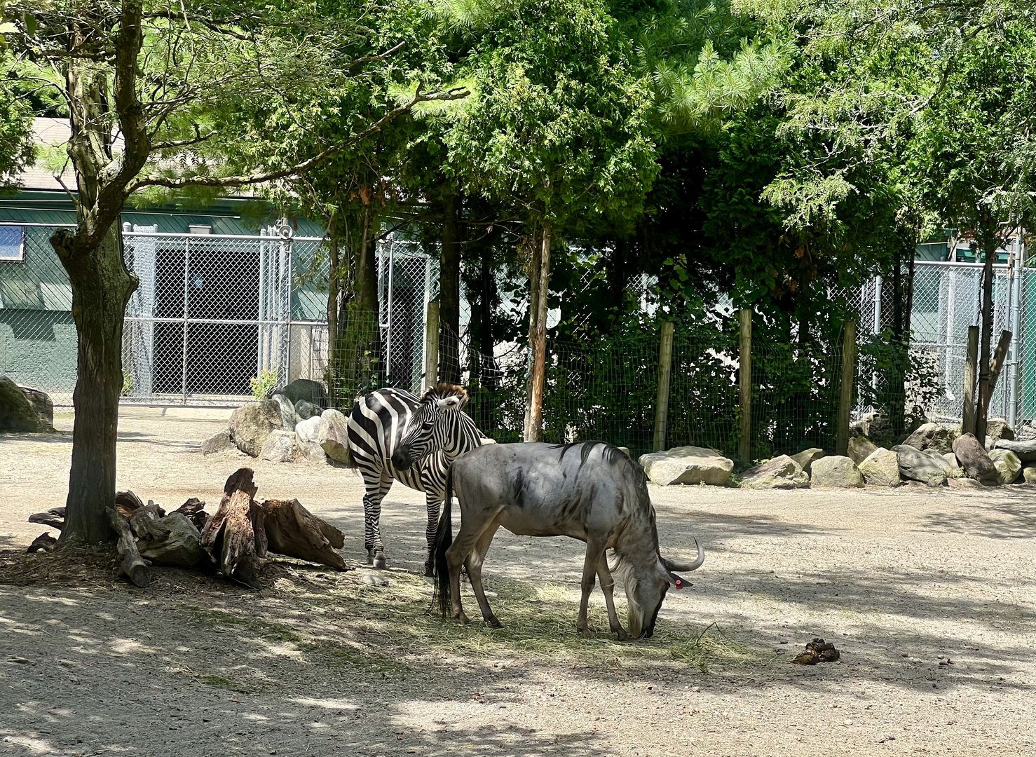 Zebra and Wildebeest
