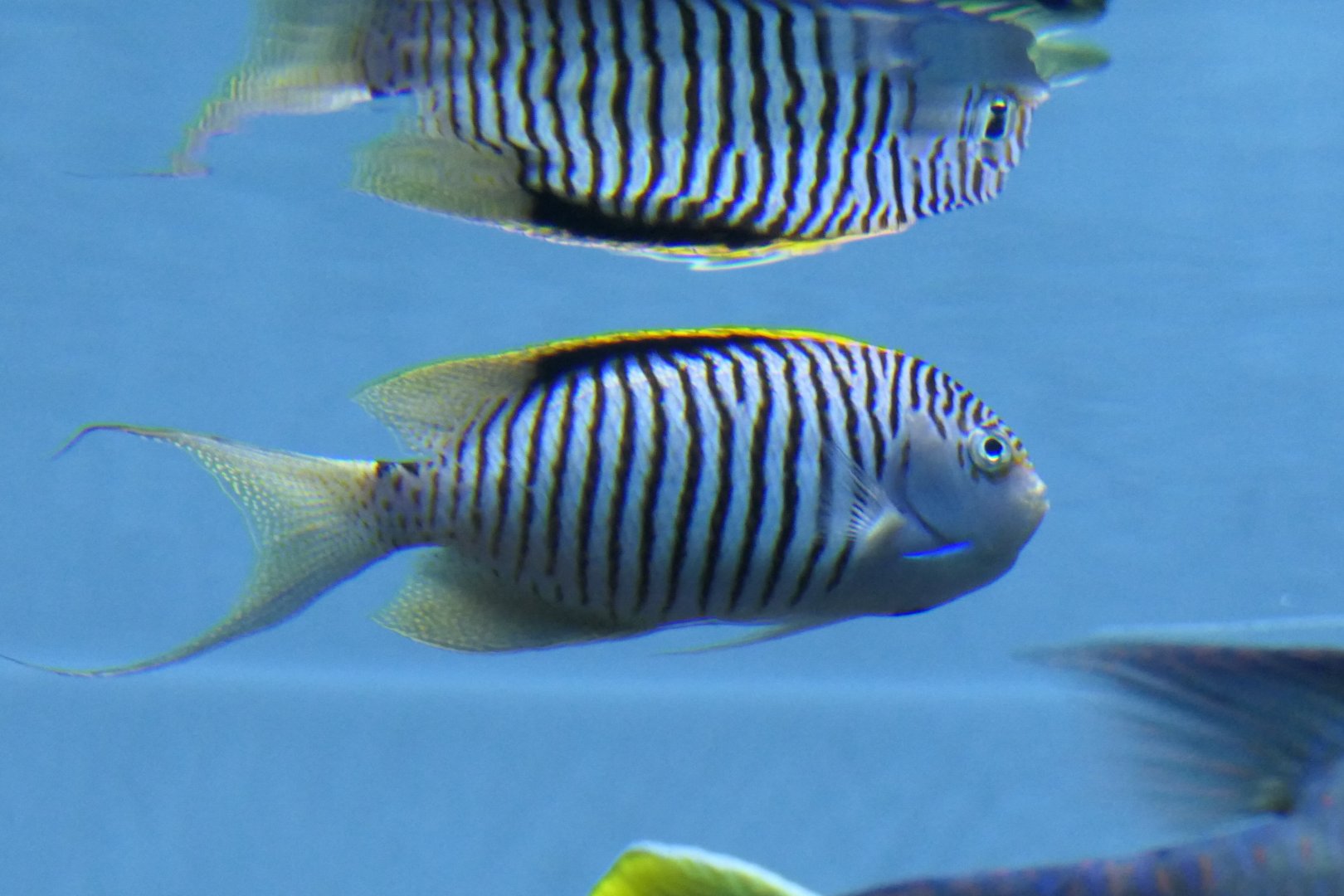 Zebra Angelfish (Genicanthus caudovittata)