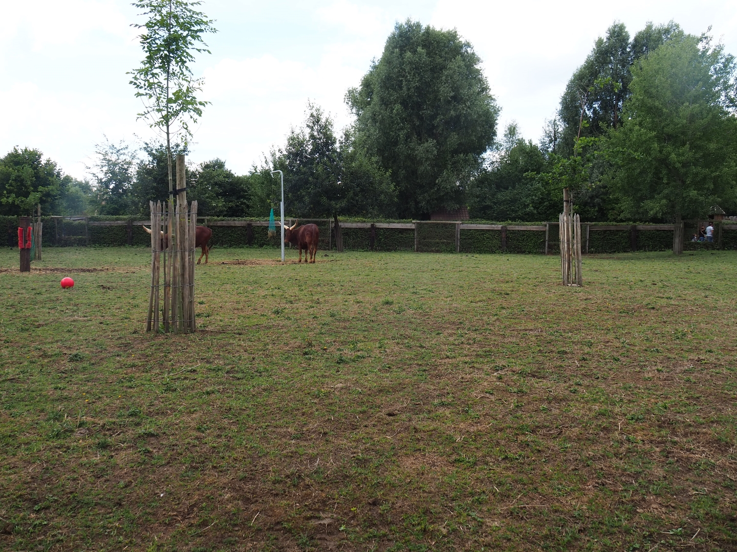Zebra - Ankole-Watusi paddock