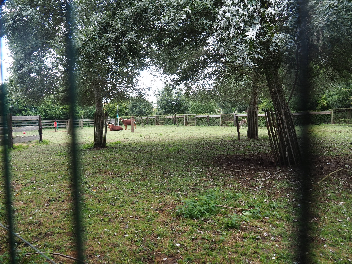 Zebra - Ankole-watussi paddock