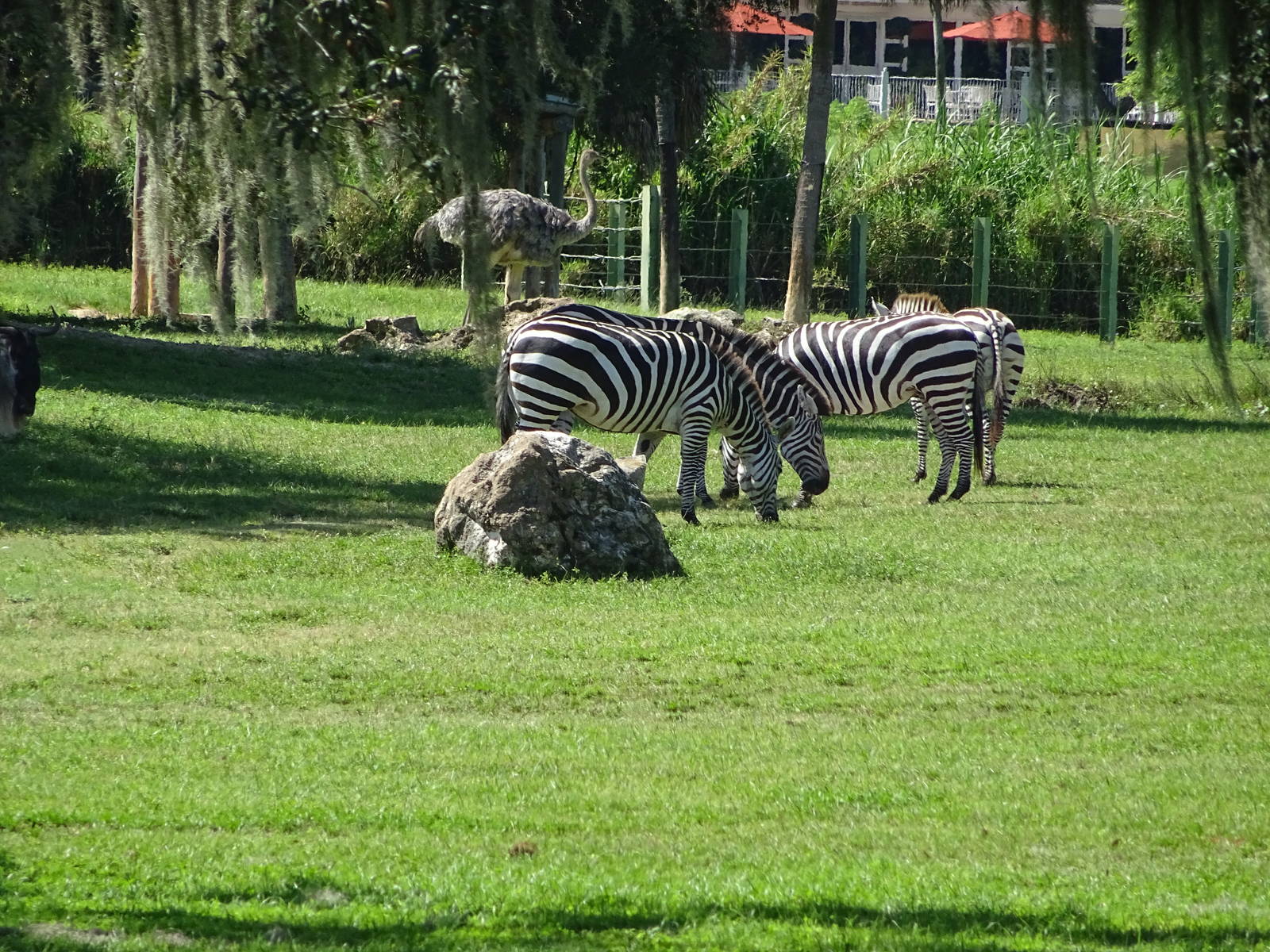 Zebra at Busch Gardens Tampa