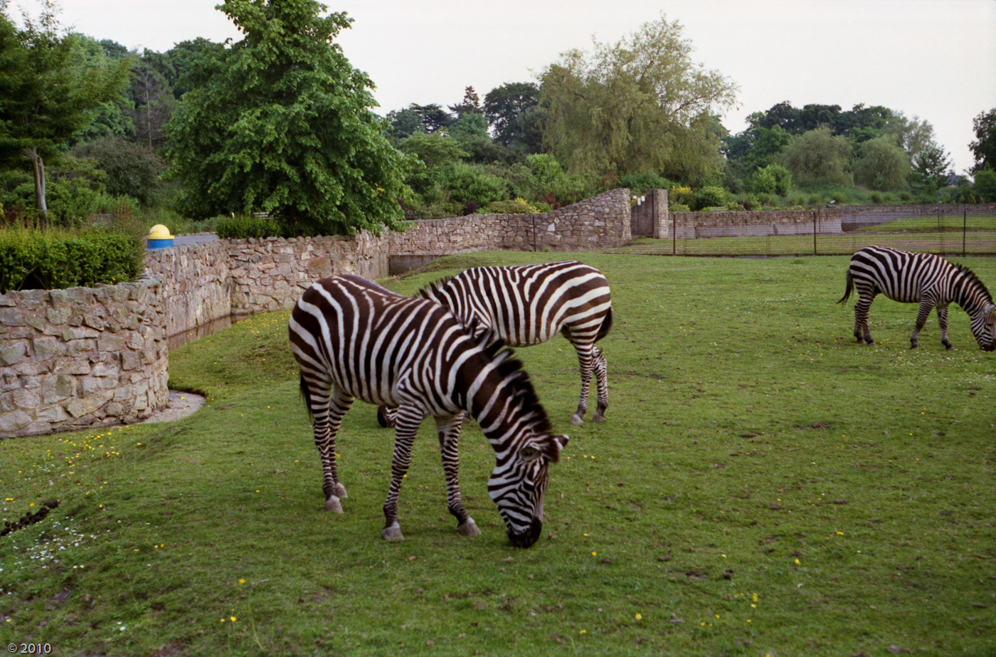 Zebra at Chester Zoo - 1985