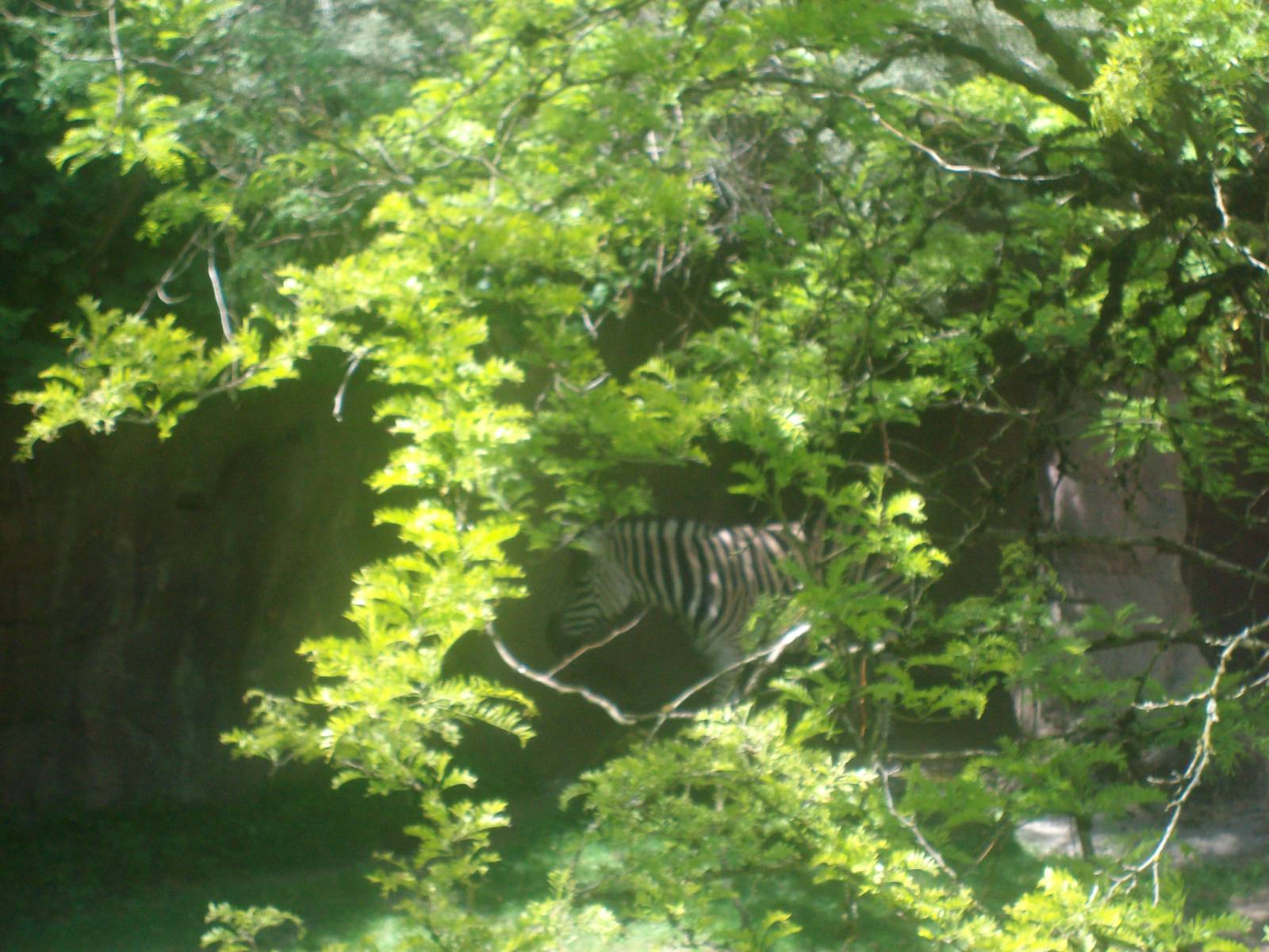 Zebra at Oregon Zoo