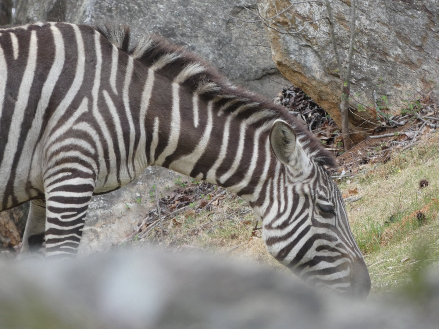Zebra at the North Carolina Zoo