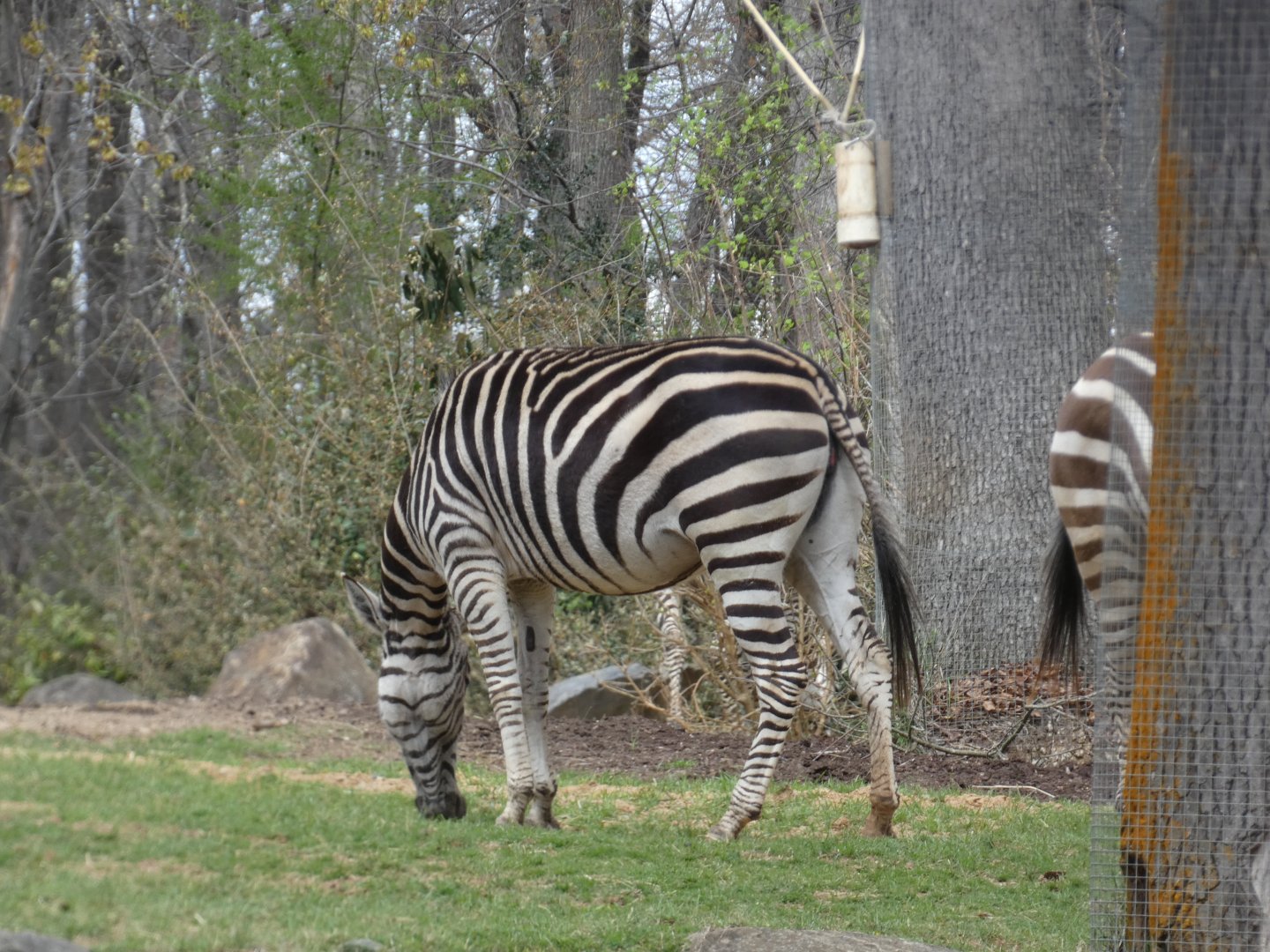 Zebra at the North Carolina Zoo