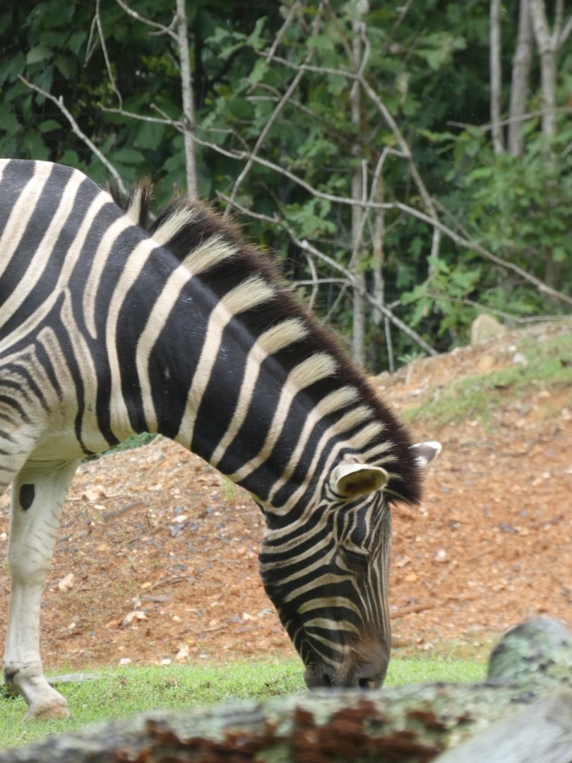 Zebra at the North Carolina Zoo