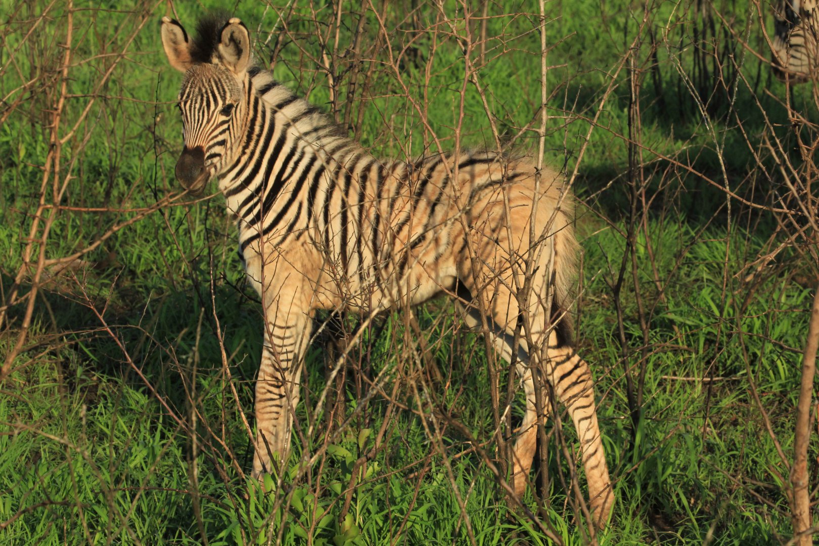 Zebra baby (September 2012)