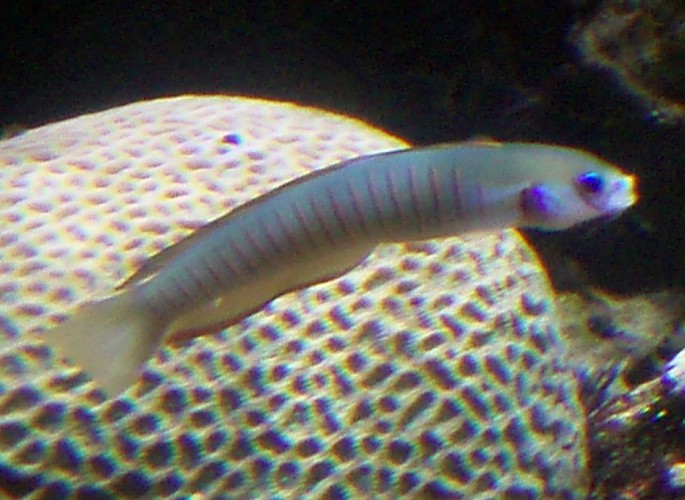 Zebra Barred Dartfish (Ptereleotris zebra)