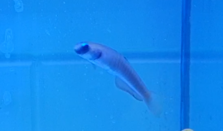 Zebra Barred Dartfish - Ptereleotris zebra