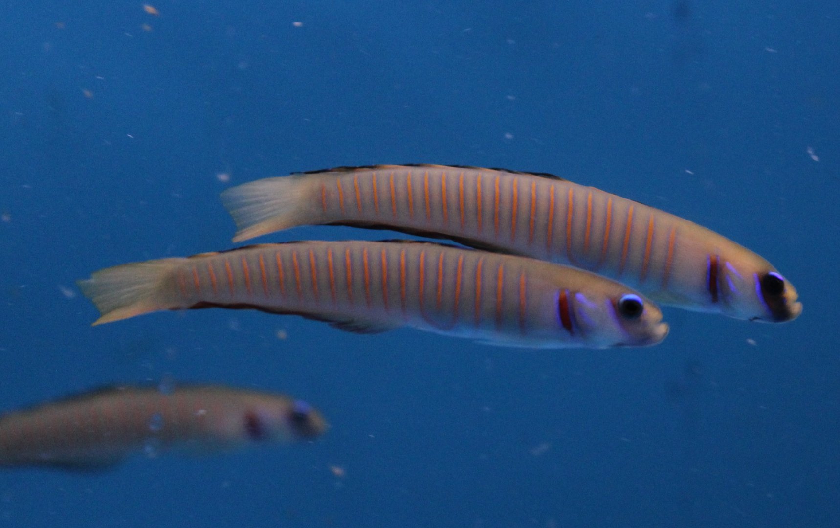 Zebra-barred dartfishes - Pterelreotris zebra