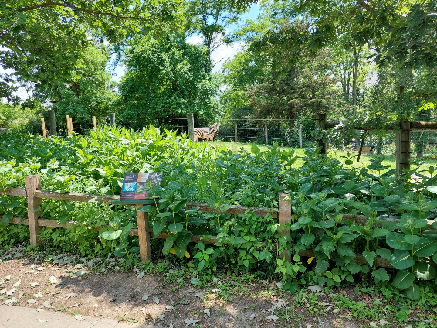 Zebra Behind Butterfly Garden