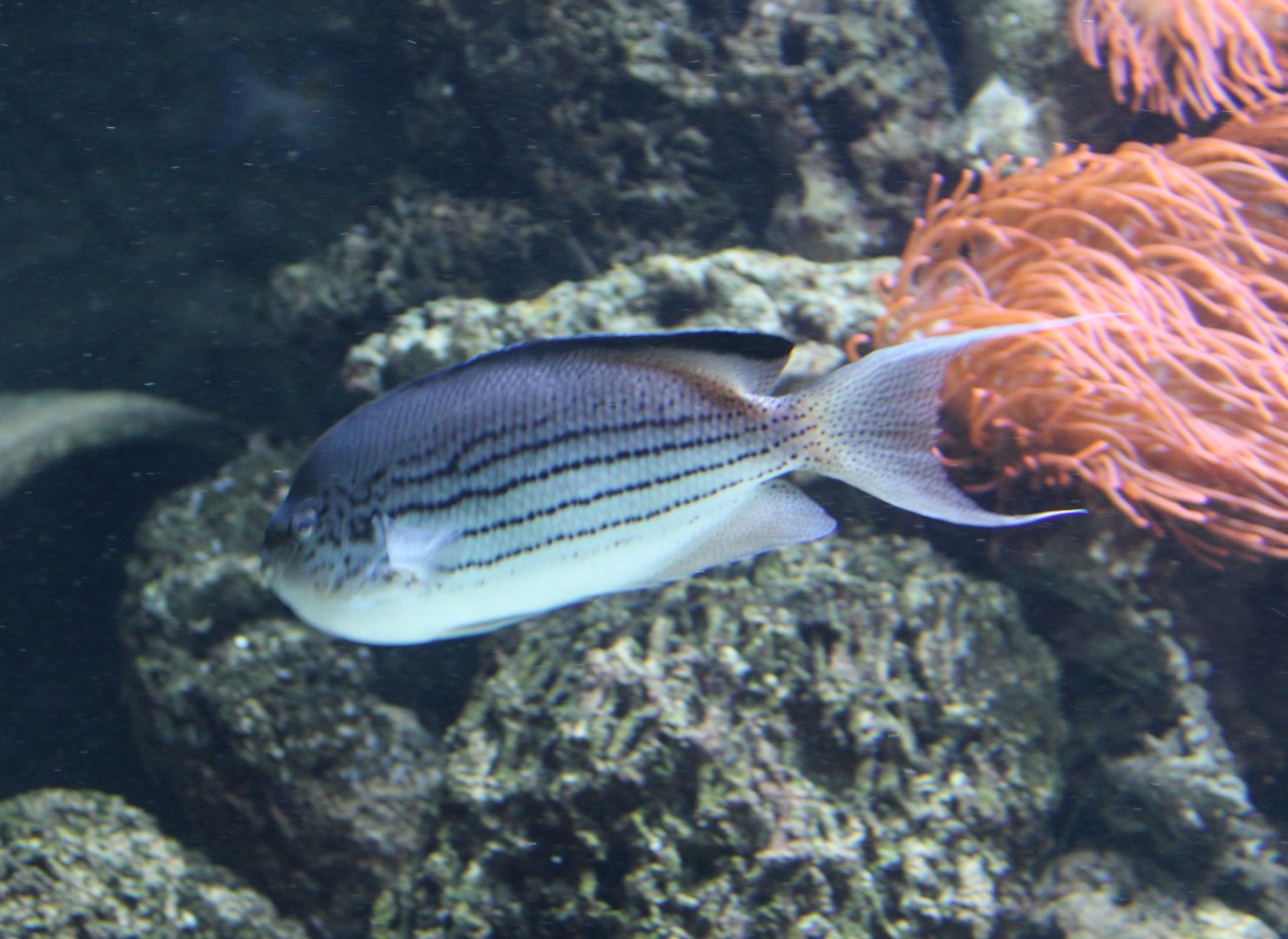 Zebra black-striped angelfish - Genicanthus lamarck - male