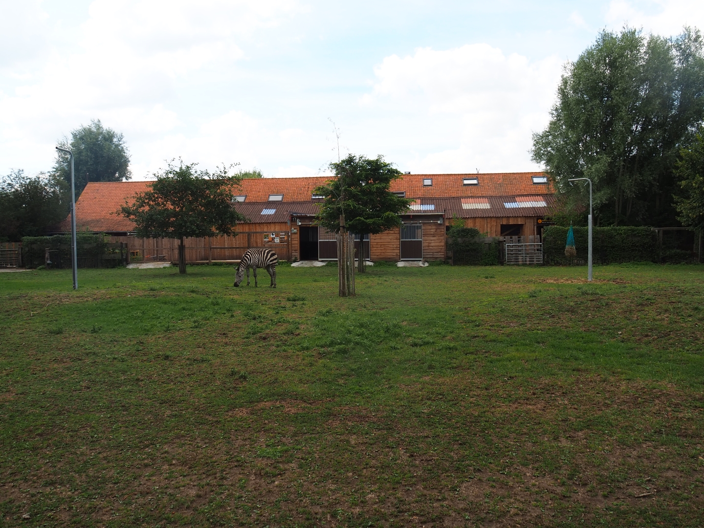 Zebra - Blackbuck - Crowned crane - Guineafowl paddock