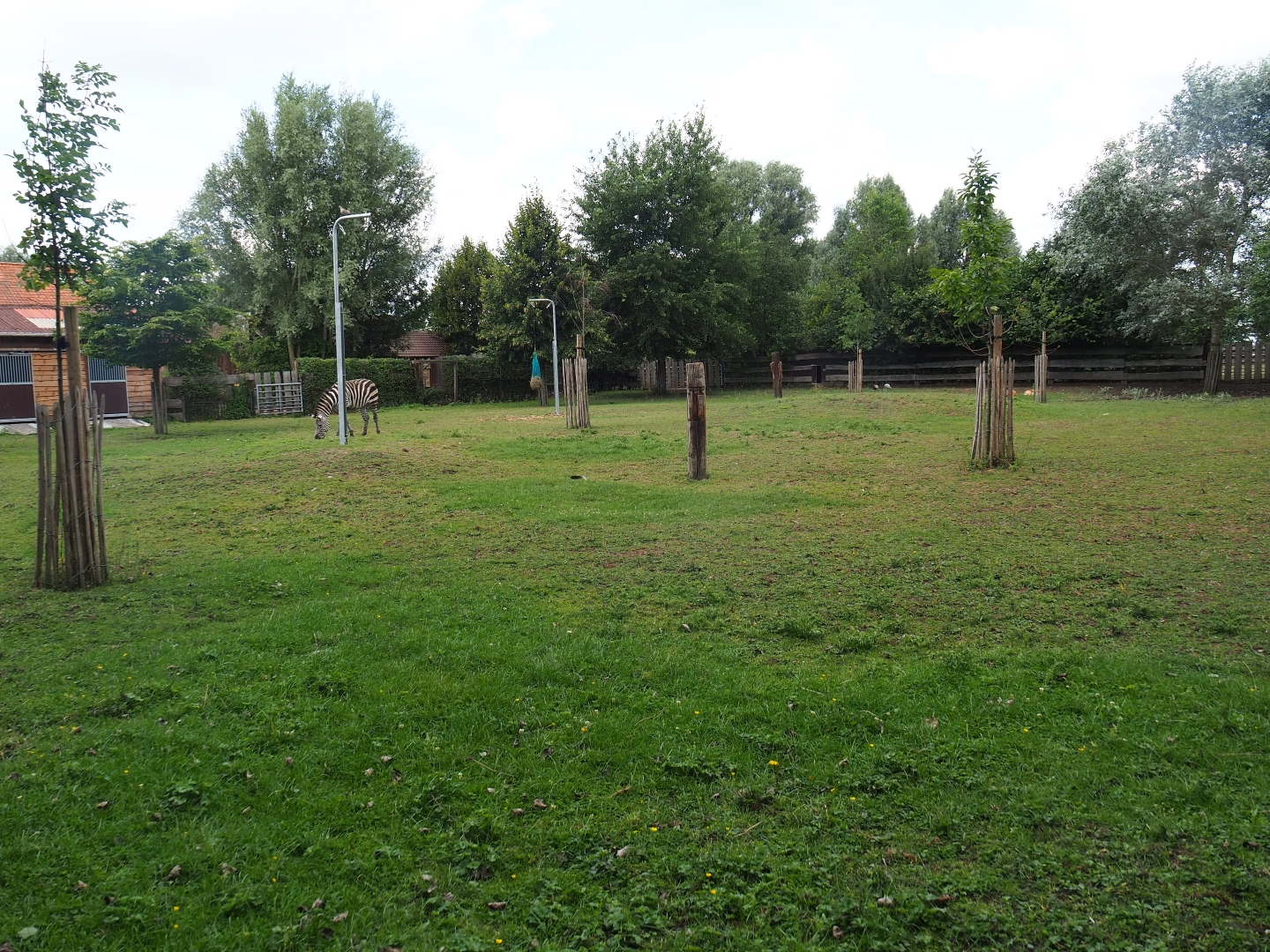Zebra - Blackbuck - Crowned crane - Guineafowl paddock