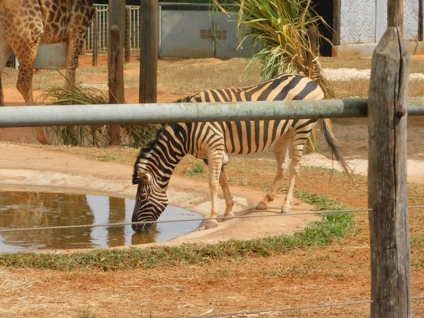 Zebra - Brasilia zoo