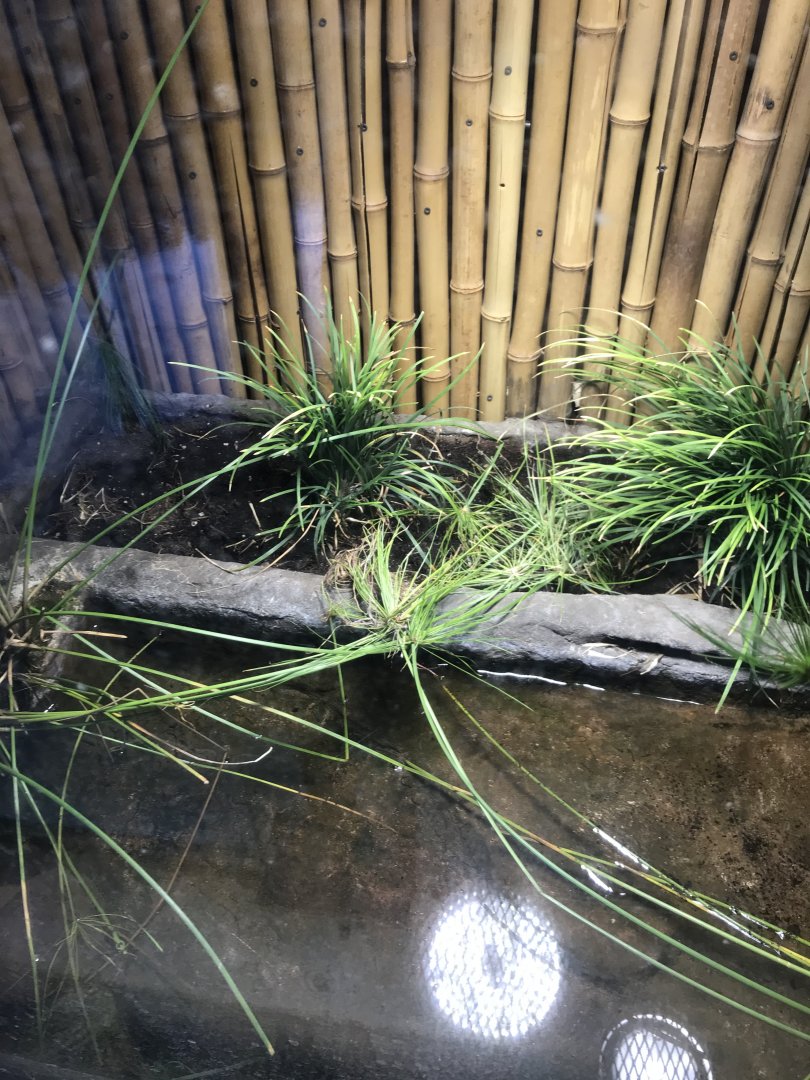 Zebra building- African bullfrog terrarium