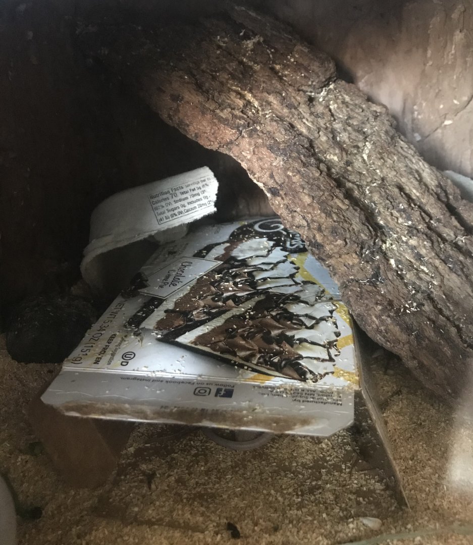 Zebra building- African spiny mice terrarium