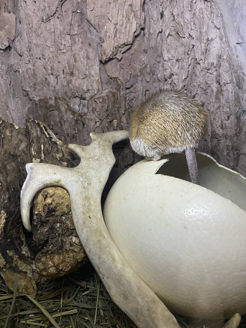 Zebra Building - African Spiny Mouse