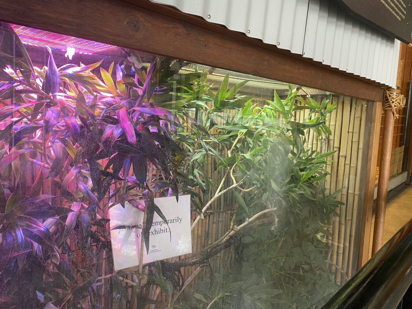 Zebra Building - Empty Miller’s Chameleon Exho