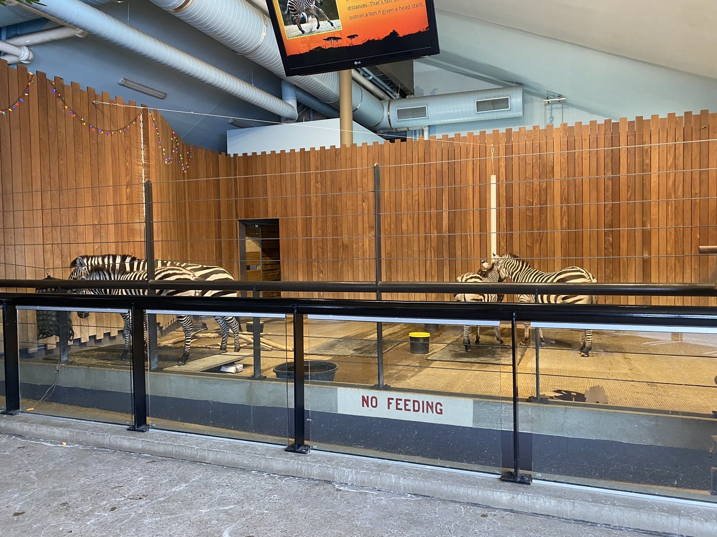 Zebra Building - Plains Zebra Indoor Exhibit