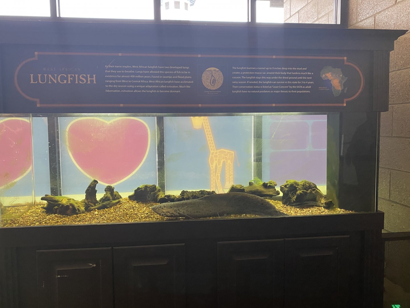 Zebra Building- West African Lungfish Tank