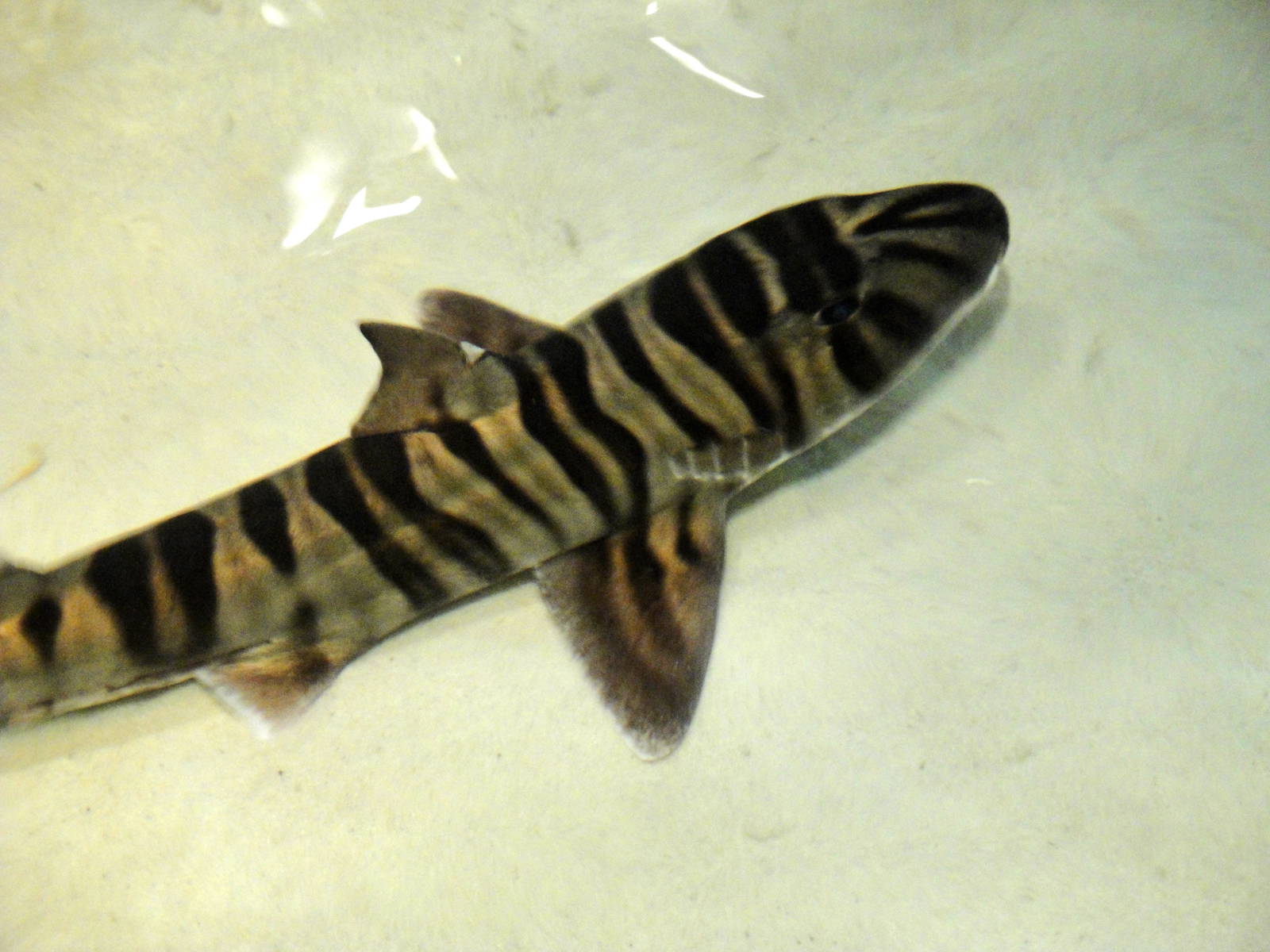 Zebra Bullhead Shark