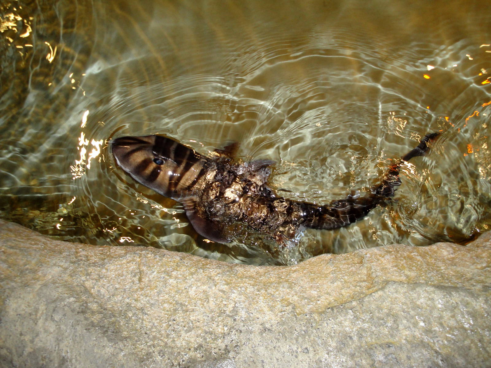 Zebra Bullhead Shark
