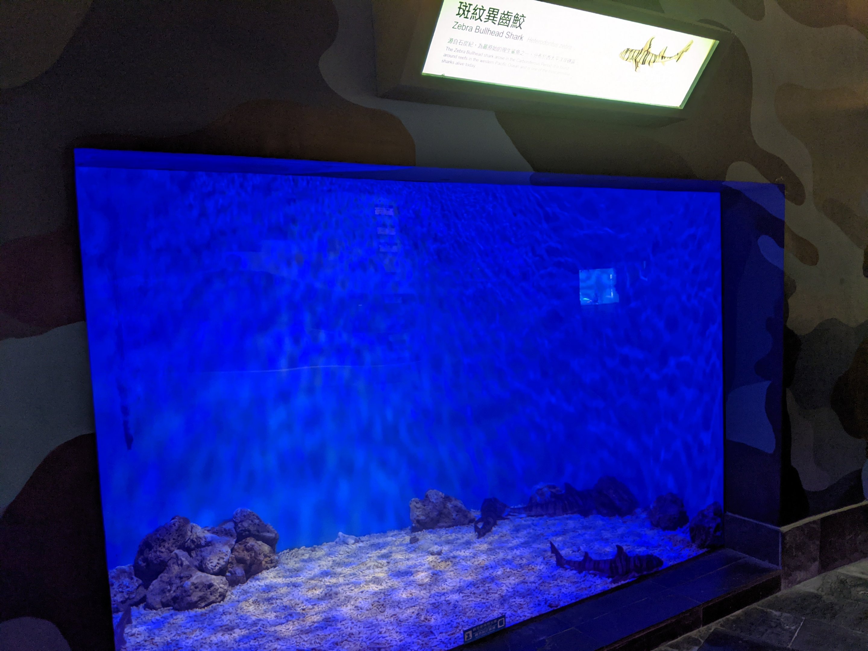 Zebra Bullhead Sharks (Heterodontus zebra)