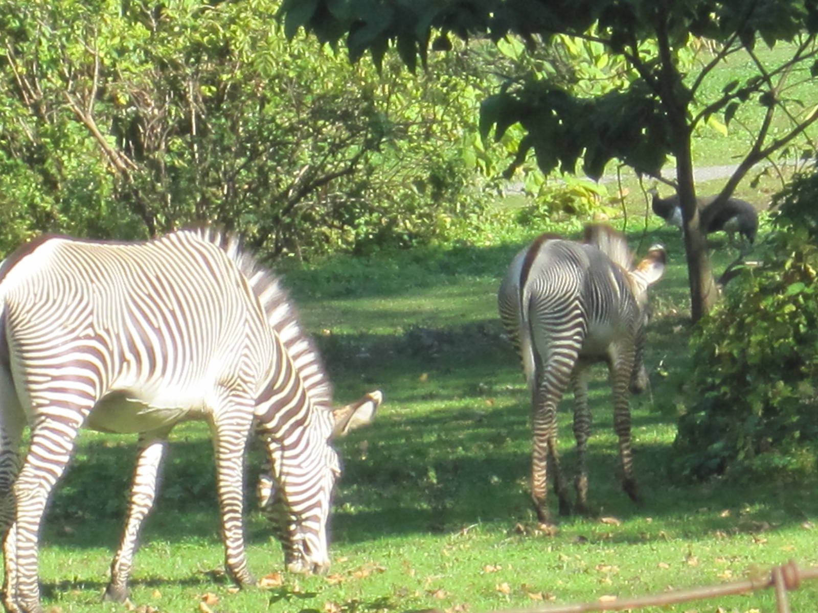 Zebra Calf