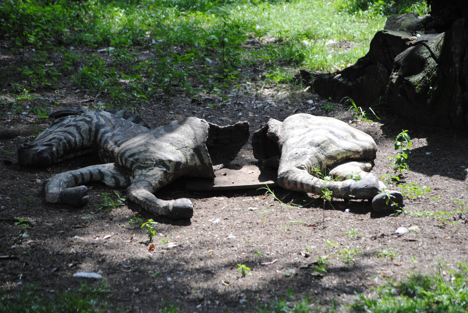 Zebra Carcass Feeder