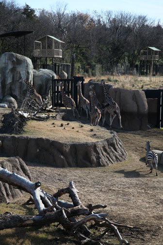 zebra chasing giraffes