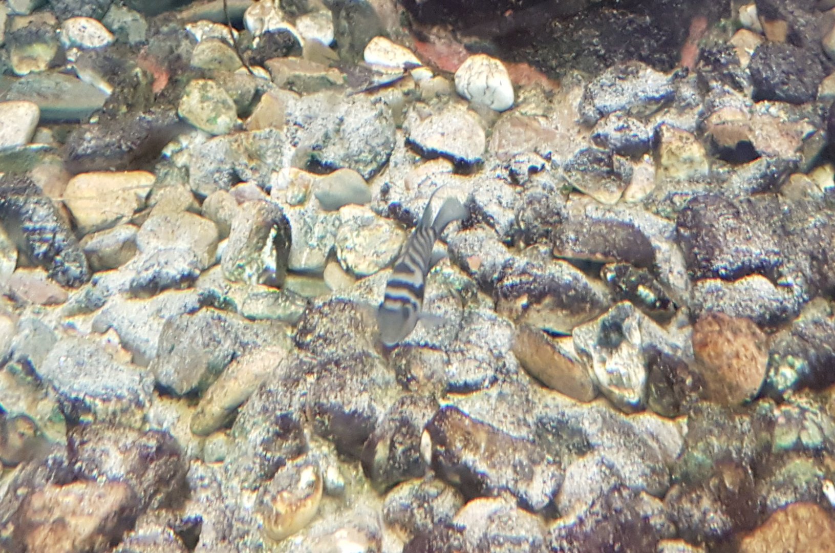 Zebra cichlid