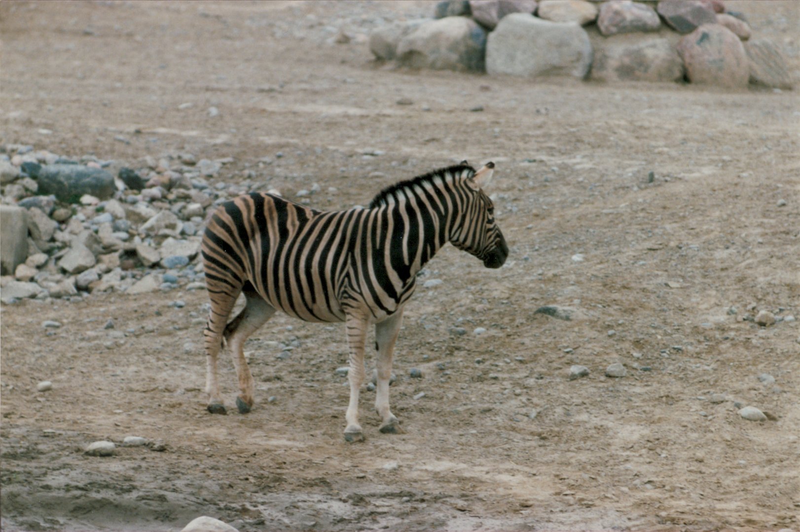 Zebra circa 1990s