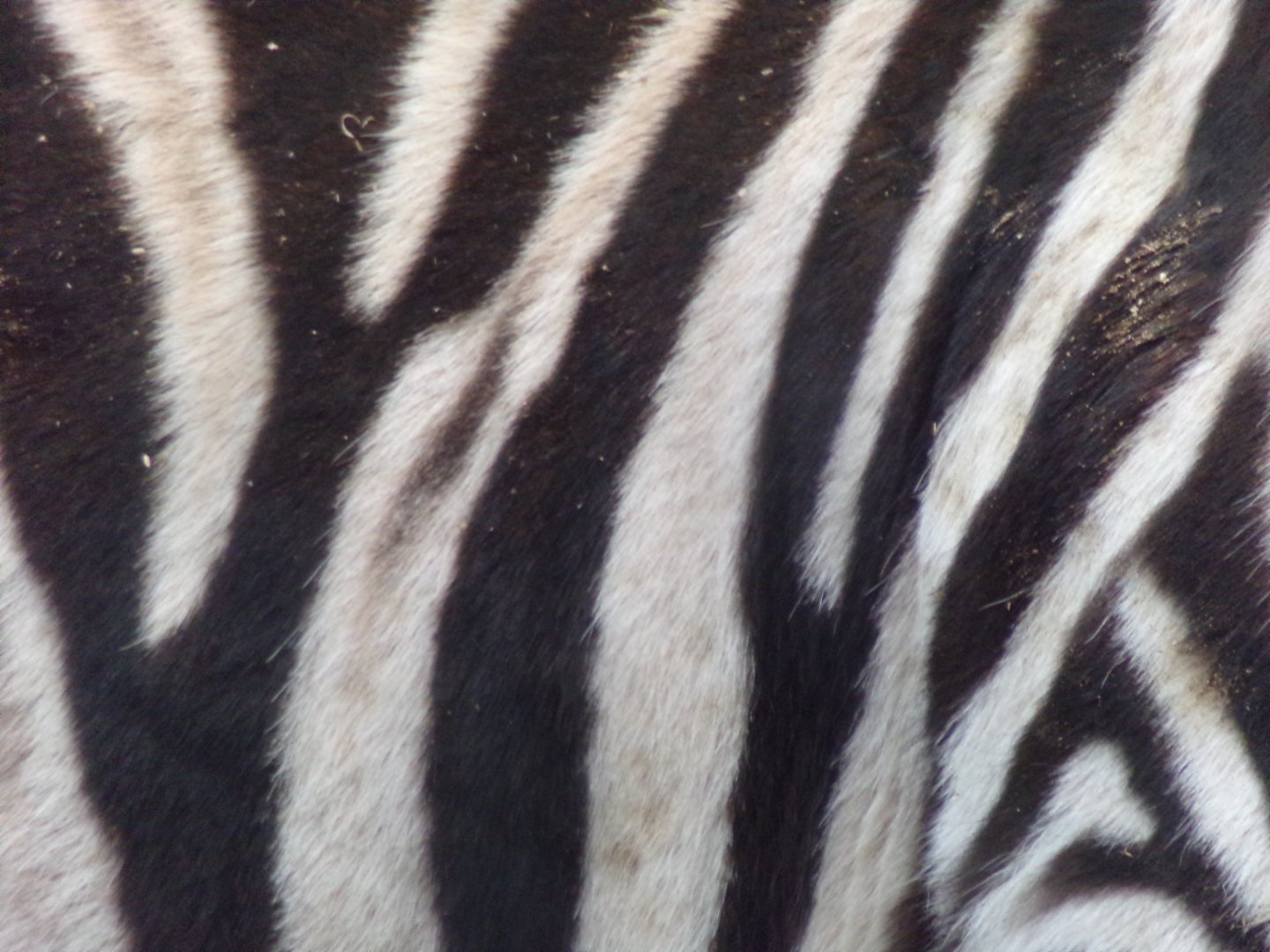 Zebra closeup 11.2.25
