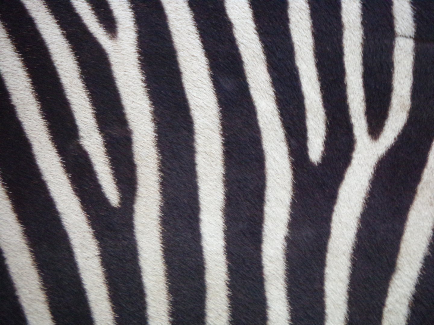 Zebra closeup 17.10.24