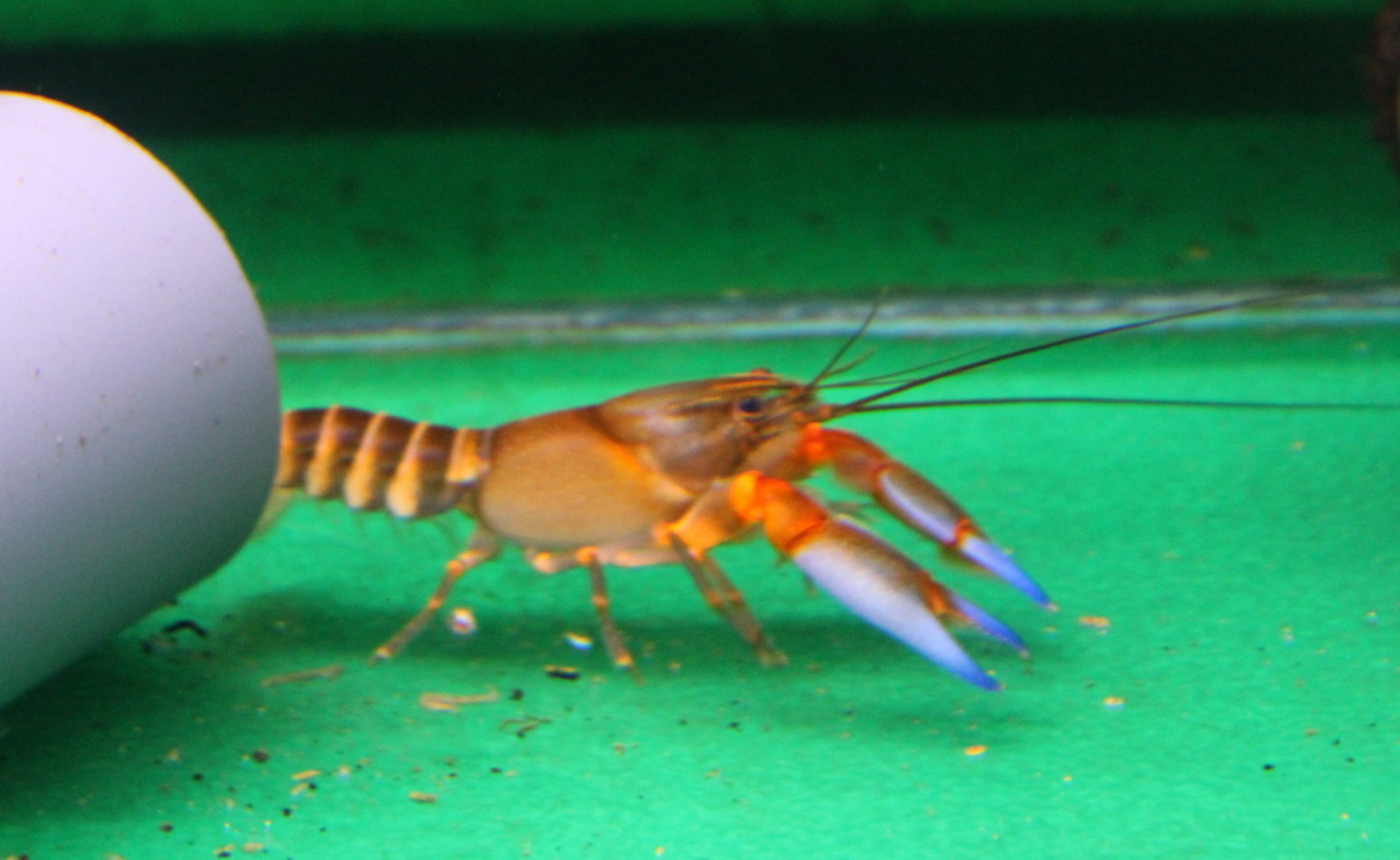 'Zebra' crayfish