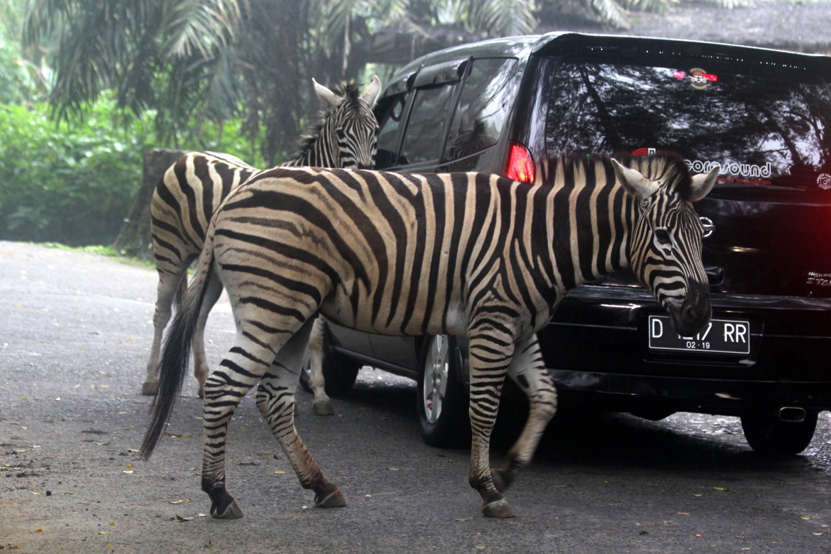 zebra crossing