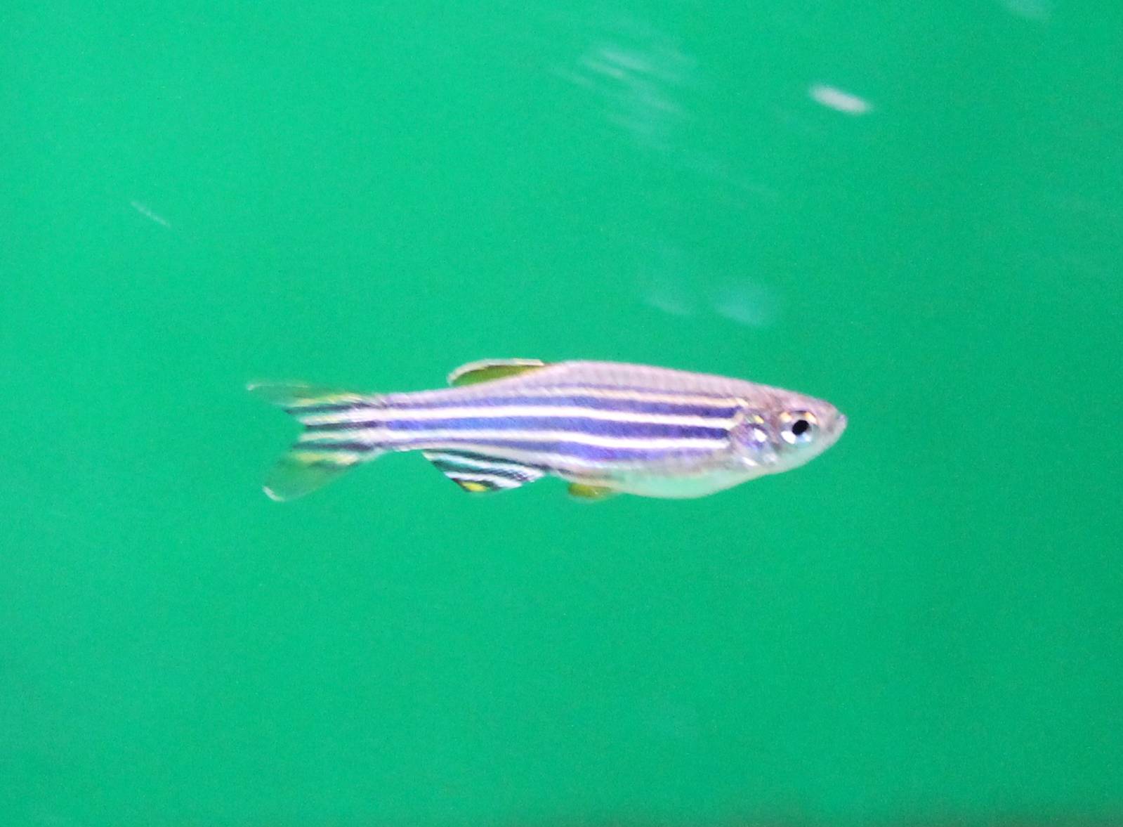 Zebra danio