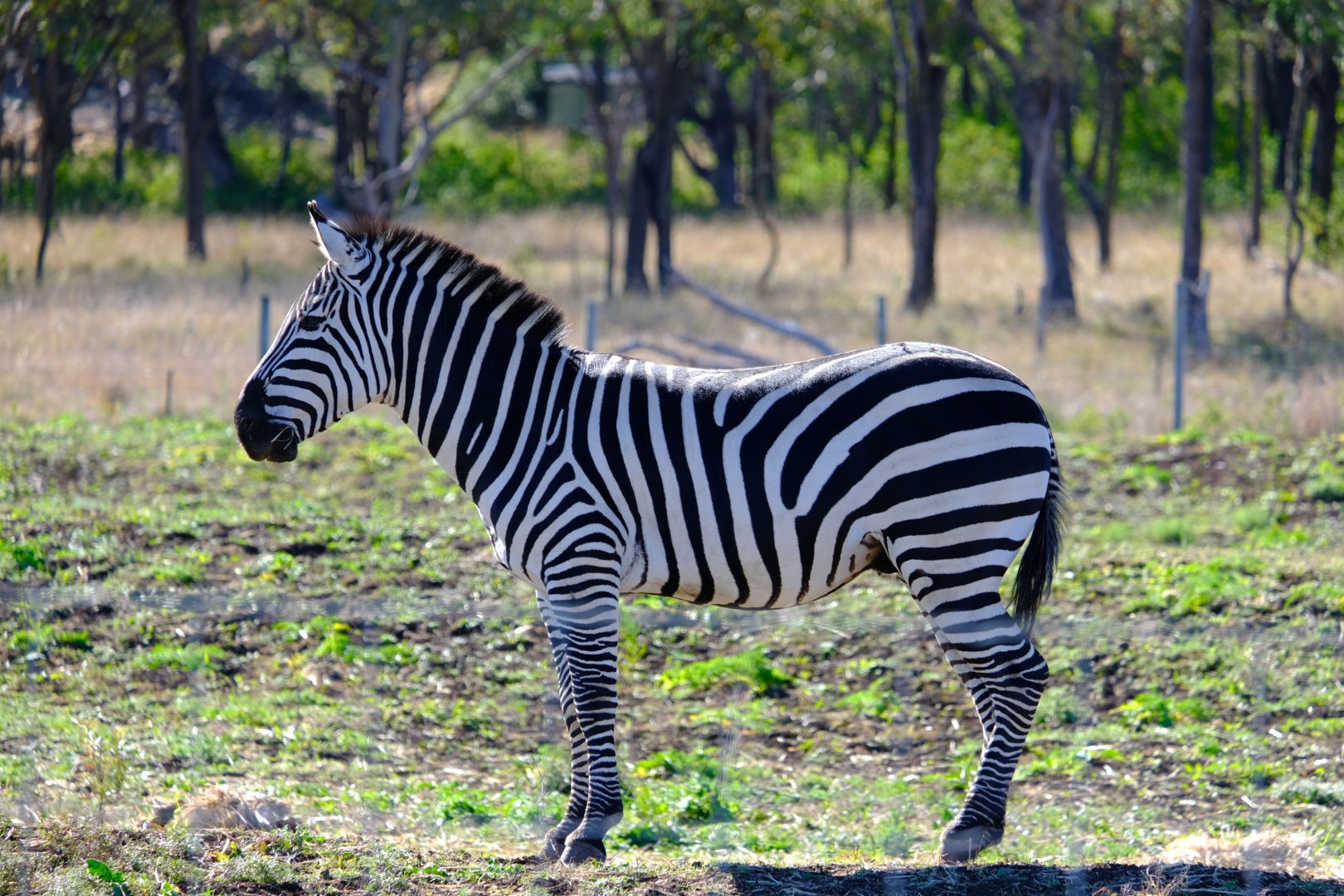 Zebra - Darling Downs Zoo